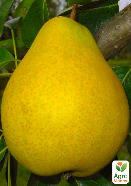 Груша Далисан (осенний сорт, средний срок созревания)
Груша Далисан (осенний сорт, средний срок созревания)