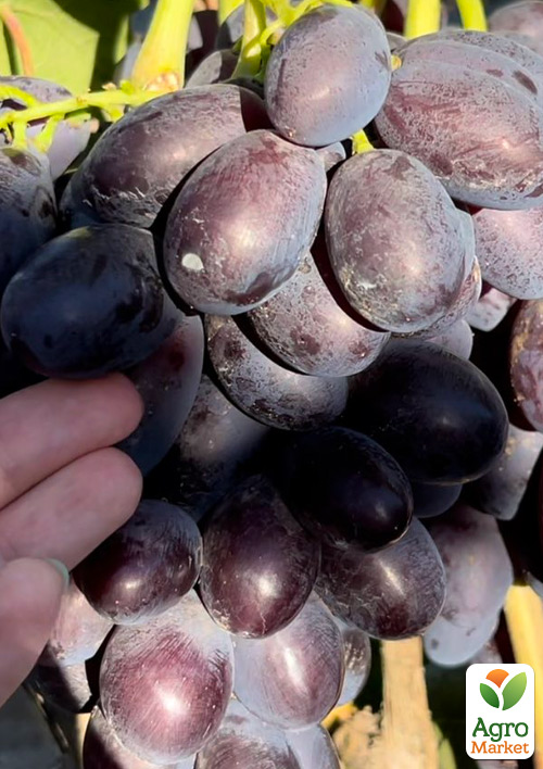 Виноград Каталония (очень ранний сорт, ягода плотная, хрустящая, с освежающим пикантным вкусом)
Виноград Каталония (очень ранний сорт, ягода плотная, хрустящая, с освежающим пикантным вкусом)