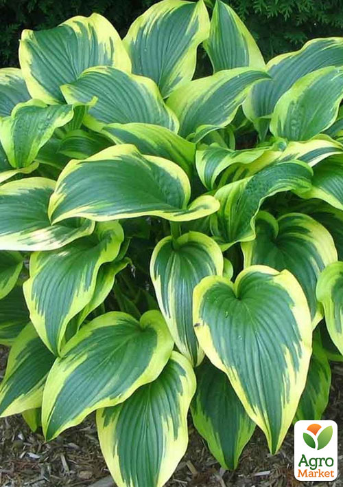 Хоста Fortunei Aureomarginatа
Хоста Fortunei Aureomarginatа