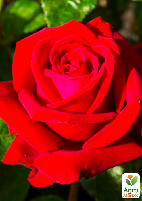 Роза чайно-гибридная Ингрид Бергман (саженец класса АА+) высший сорт
Роза чайно-гибридная Ингрид Бергман (саженец класса АА+) высший сорт