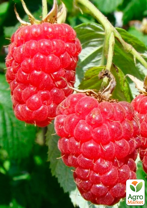 Малина Маросійка (ранній термін дозрівання, високоврожайний та безшипий сорт) 1-річний саджанець
Малина Маросійка (ранній термін дозрівання, високоврожайний та безшипий сорт) 1-річний саджанець