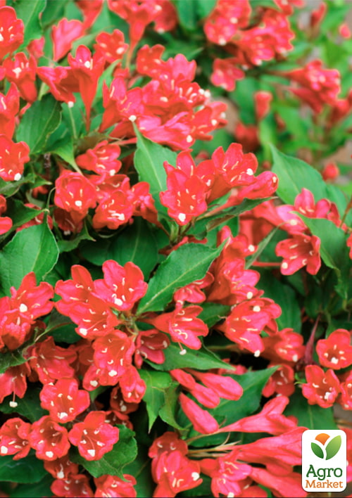 Вейгела Ньюпорт Ред (Newport Red)
Вейгела Ньюпорт Ред (Newport Red)