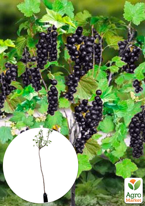 Смородина чорна на штамбі Солодка ніч (середній термін дозрівання)
Смородина чорна на штамбі Солодка ніч (середній термін дозрівання)