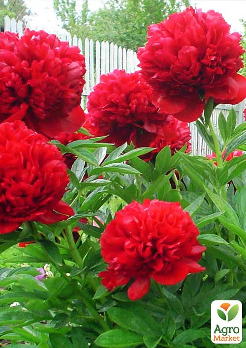 Півонія трав'яниста Діана Паркс NEW
Півонія трав'яниста Діана Паркс NEW