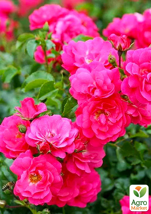 Троянда грунтопокривна Хайдетраум (саджанець класу АА+) вищий сорт
Троянда грунтопокривна Хайдетраум (саджанець класу АА+) вищий сорт