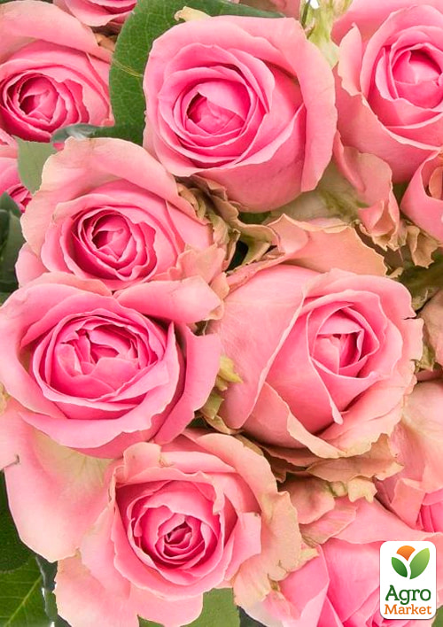 Роза чайно-гибридная Вэм (саженец класса АА+) высший сорт
Роза чайно-гибридная Вэм (саженец класса АА+) высший сорт