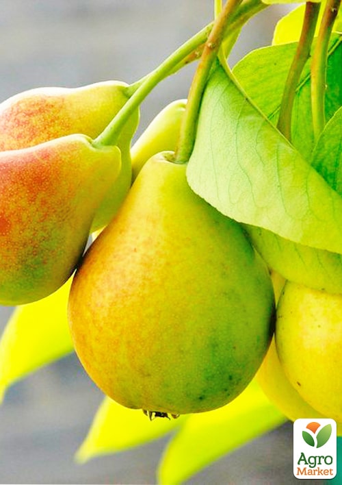 Груша Дельбарью (осенний сорт, средний срок созревания)
Груша Дельбарью (осенний сорт, средний срок созревания)