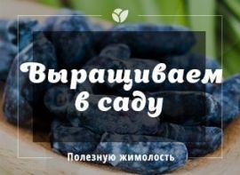 Вирощування жимолості їстівної від А до Я - корисні статті про садівництво від Agro-Market