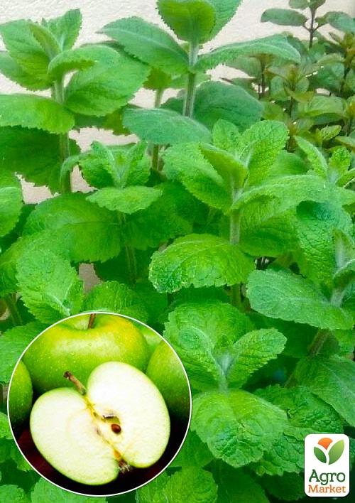 М'ята Яблучна Mentha Rotundifolia (контейнер Р9)
М'ята Яблучна Mentha Rotundifolia (контейнер Р9)