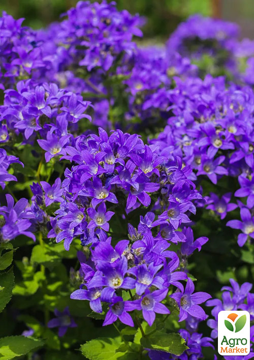 Дзвіночок скучений Bellefleur Violet (морозостійкий, рясно квітучий багаторічник)
Дзвіночок скучений Bellefleur Violet (морозостійкий, рясно квітучий багаторічник)