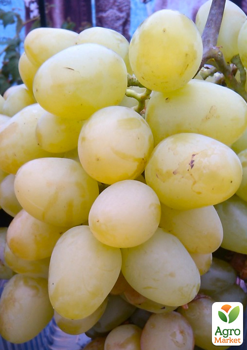 Виноград Белая Надежда (сверхранний, обоеполый, крупный)
Виноград Белая Надежда (сверхранний, обоеполый, крупный)