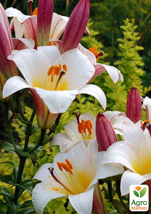 Лілія Трубчаста «White Planet»
Лілія Трубчаста «White Planet»