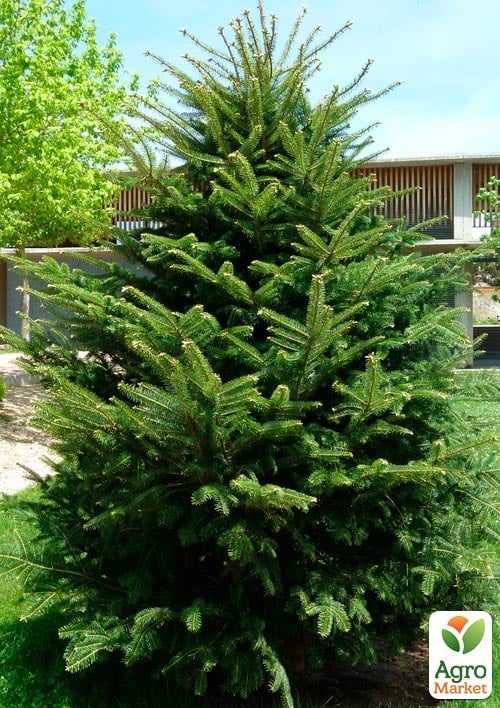 Ялиця Біла (Abies Alba) горщик P9
Ялиця Біла (Abies Alba) горщик P9