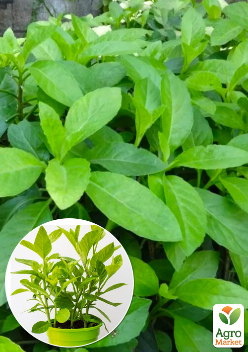 Джинура Procumbens (шпинат довголіття)
Джинура Procumbens (шпинат довголіття)