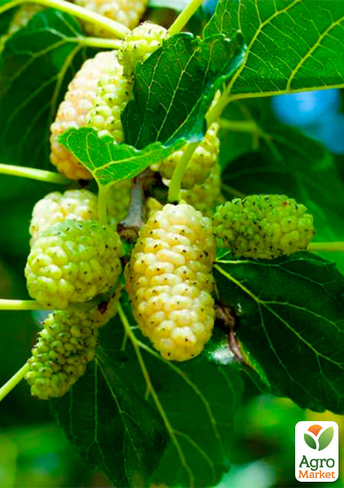 Ексклюзив! Шовковиця великоплідна Білий ангел (White angel) (преміальний, великоплідний, невибагливий сорт)
Ексклюзив! Шовковиця великоплідна Білий ангел (White angel) (преміальний, великоплідний, невибагливий сорт)