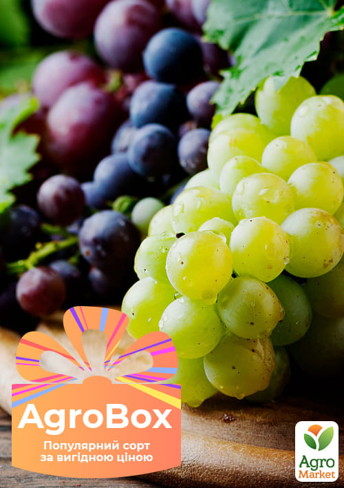Ексклюзив! AGROBOX з саджанцем смачного винограду
Ексклюзив! AGROBOX з саджанцем смачного винограду