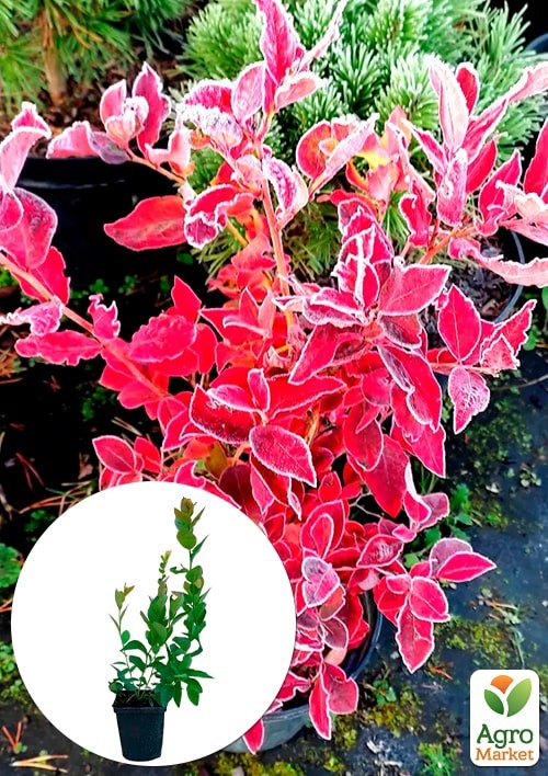 Голубика высокорослая Фламинго (Vaccinium corymbosum Flamingo) Нидерланды, вазон П9
Голубика высокорослая Фламинго (Vaccinium corymbosum Flamingo) Нидерланды, вазон П9