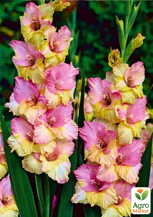 Гладиолус Mon Amour 3шт
Гладиолус Mon Amour 3шт