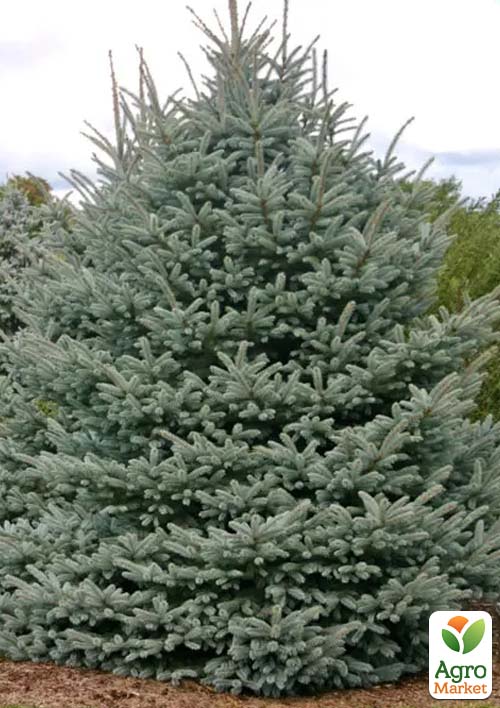 Ель Вильсона Picea Wilsonii вазон С2, высота 15-25см
Ель Вильсона Picea Wilsonii вазон С2, высота 15-25см