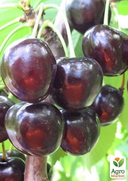 Черешня Наполеон чорна (літній сорт, пізній термін дозрівання)
Черешня Наполеон чорна (літній сорт, пізній термін дозрівання)