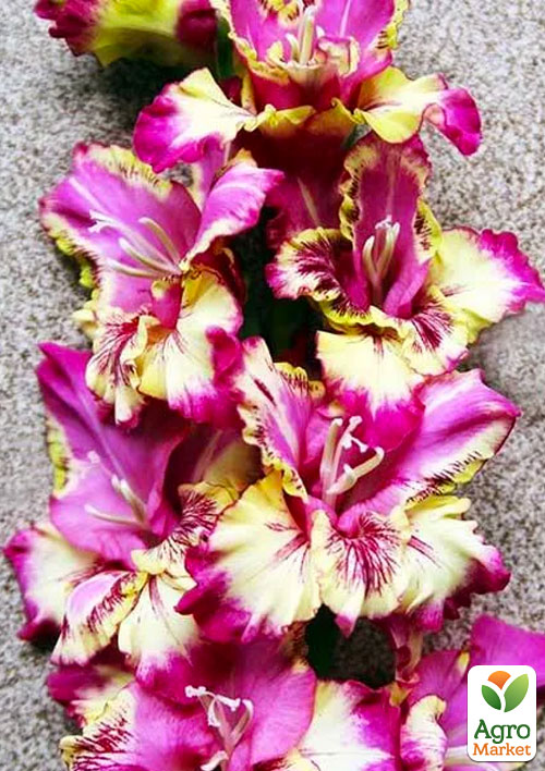 Гладіолус Color Club
Гладіолус Color Club