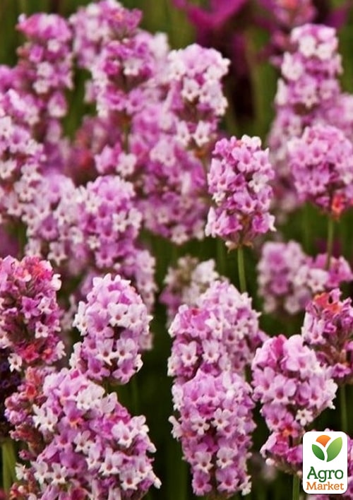 LMTD Лаванда англійська рожева 2-річна Rosea Pink (20-30см)
LMTD Лаванда англійська рожева 2-річна Rosea Pink (20-30см)