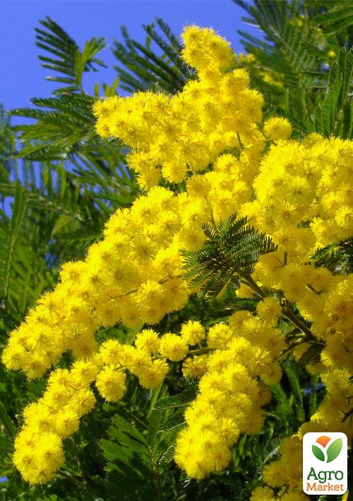 Мимоза (Acacia Dealbata) вазон Р9
Мимоза (Acacia Dealbata) вазон Р9