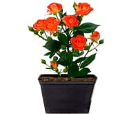 Розы в контейнерах Розы в контейнерах