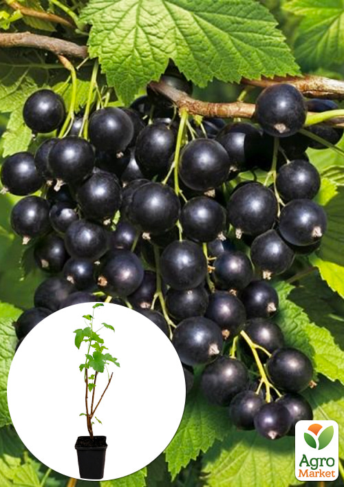 LMTD Смородина Ben Nevis (сортова, укорінена) висота 50-70см
LMTD Смородина Ben Nevis (сортова, укорінена) висота 50-70см