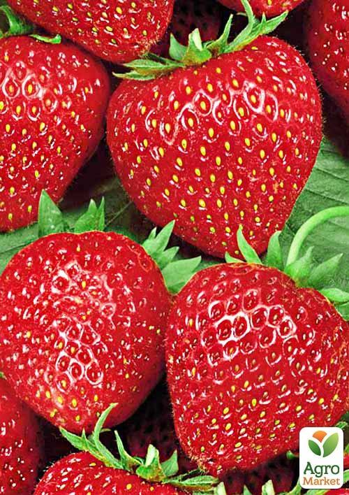 Эксклюзив! Клубника ярко-красная Делишес (Delicious) 5 шт (итальянская селекция, премиальный супер ранний сорт)
Эксклюзив! Клубника ярко-красная Делишес (Delicious) 5 шт (итальянская селекция, премиальный супер ранний сорт)