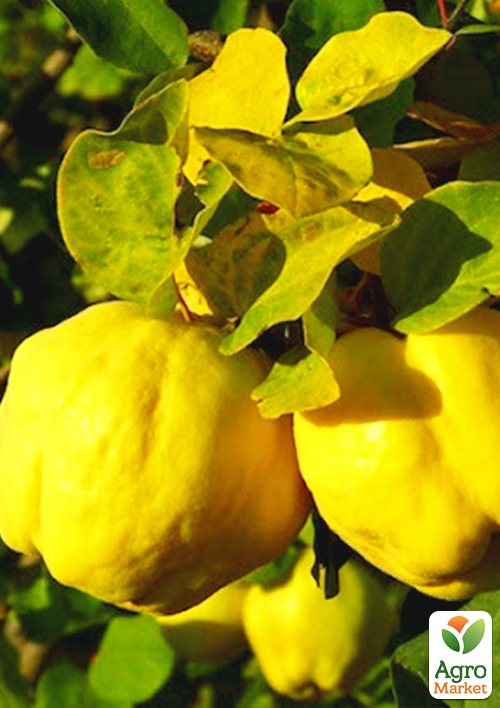Айва грушоподібна Берецький (осінній сорт, середній термін дозрівання)
Айва грушоподібна Берецький (осінній сорт, середній термін дозрівання)