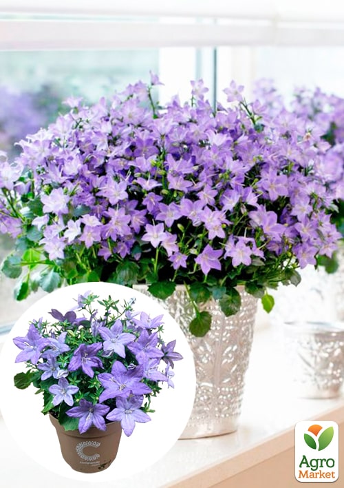 Кампанула цветущая Isophylla Blue (Нидерланды)
Кампанула цветущая Isophylla Blue (Нидерланды)