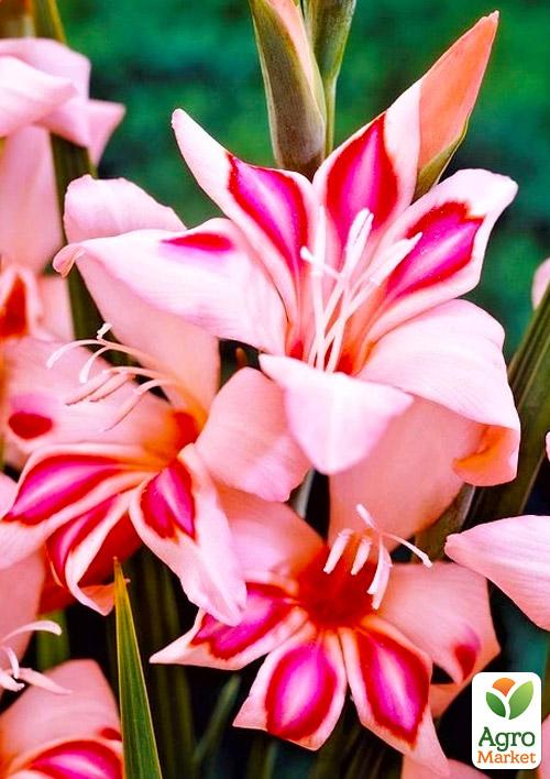 Гладиолус Нанус Impessive 3шт
Гладиолус Нанус Impessive 3шт