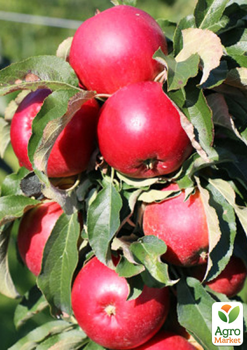 Яблоня колоновидная Виктория (осенний сорт, поздний срок созревания)
Яблоня колоновидная Виктория (осенний сорт, поздний срок созревания)