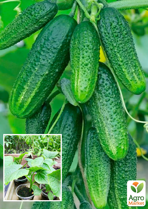 Розсада Огірок «АнулькаF1» (фермерське вирощування), 1шт в упаковці
Розсада Огірок «АнулькаF1» (фермерське вирощування), 1шт в упаковці