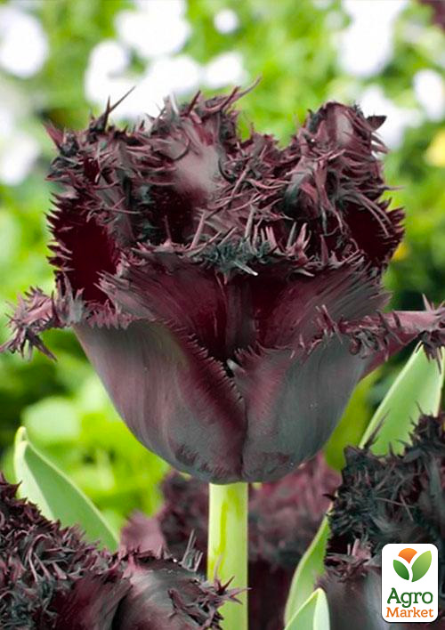 Тюльпан Black Jewel
Тюльпан Black Jewel