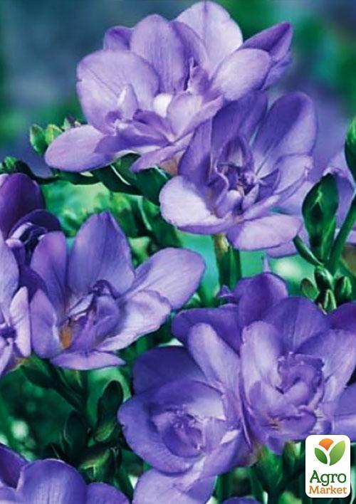 Фрезия махровая Blue 5шт в упаковке
Фрезия махровая Blue 5шт в упаковке