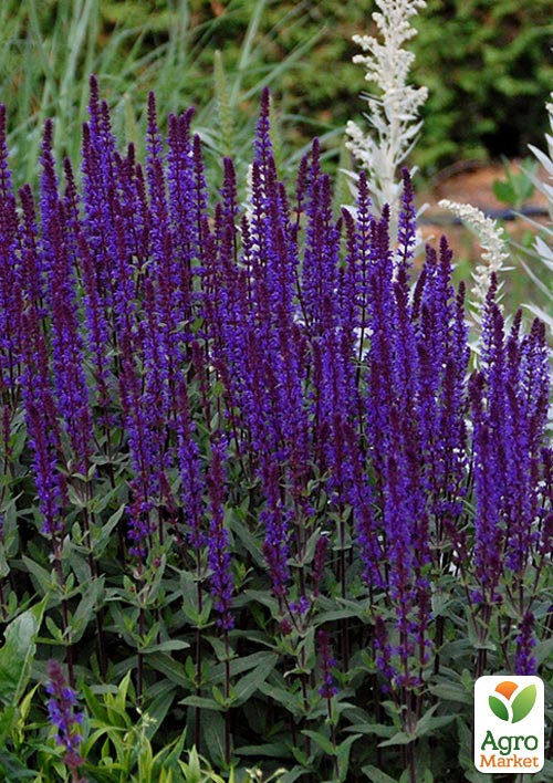 Шалфей Дубравный Caradonna (лекарственный многолетник)
Шалфей Дубравный Caradonna (лекарственный многолетник)