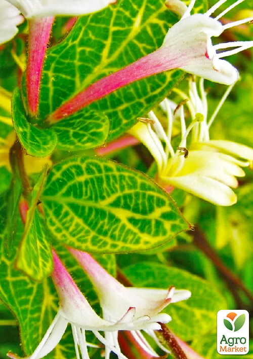 Жимолость Aureoreticulata Japonica (Декоративна, плетиста) С2
Жимолость Aureoreticulata Japonica (Декоративна, плетиста) С2