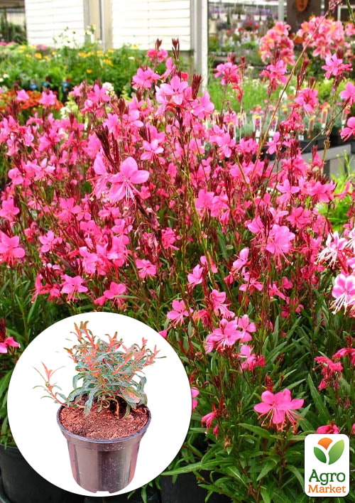 Гаура Baby Butterfly Dark Pink (вазон С2, эффектный многолетник)
Гаура Baby Butterfly Dark Pink (вазон С2, эффектный многолетник)