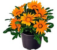 Газанія Газанія