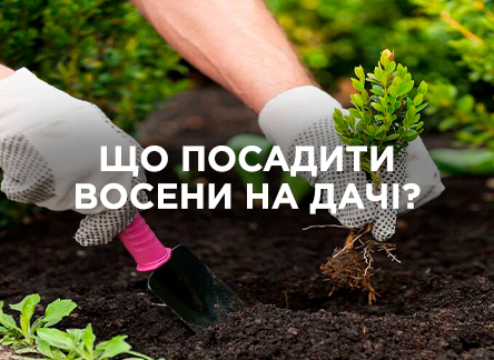 Що садити восени на дачі для успішного врожаю?
