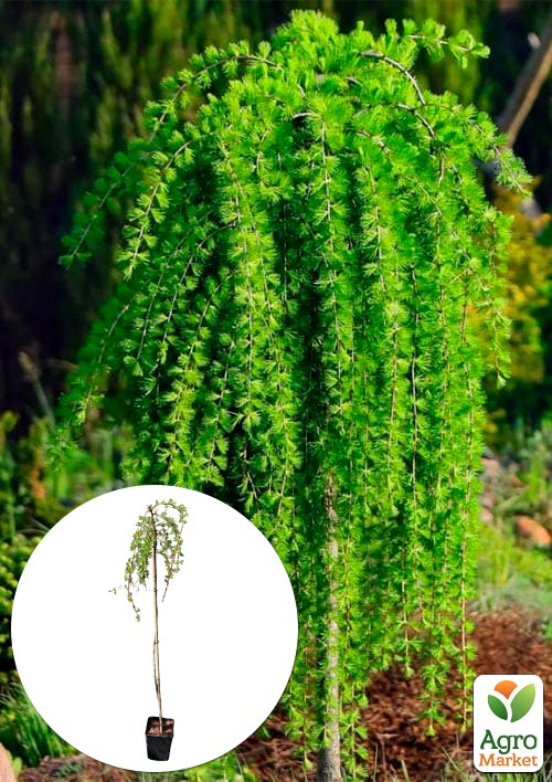 Модрина японська на штамбі Stiff Weeper С4 висота штамба 100-120см
Модрина японська на штамбі Stiff Weeper С4 висота штамба 100-120см