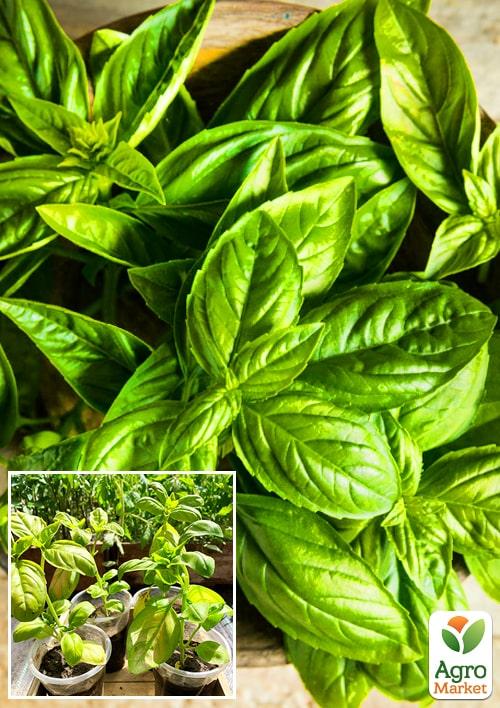 Розсада Базилік «Зелений» (фермерське вирощування), 1шт в упаковці
Розсада Базилік «Зелений» (фермерське вирощування), 1шт в упаковці