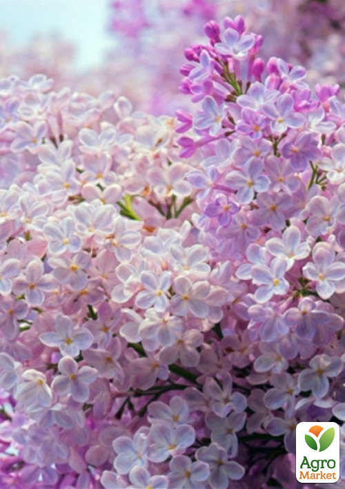 Сирень пурпурно-лиловая Ипполит Маринджер (Ippolit Marringer)
Сирень пурпурно-лиловая Ипполит Маринджер (Ippolit Marringer)