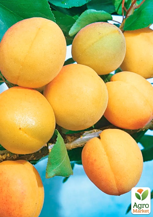 Абрикос Медовий (літній сорт, середній термін дозрівання)
Абрикос Медовий (літній сорт, середній термін дозрівання)
