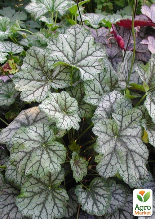 Гейхера (Heuchera) Venus
Гейхера (Heuchera) Venus