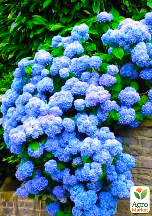 Эксклюзив! Гортензия крупнолистная лазурно-синяя Сон Эммы (премиальный, неприхотливый сорт)
Эксклюзив! Гортензия крупнолистная лазурно-синяя Сон Эммы (премиальный, неприхотливый сорт)