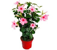 Дипладенія