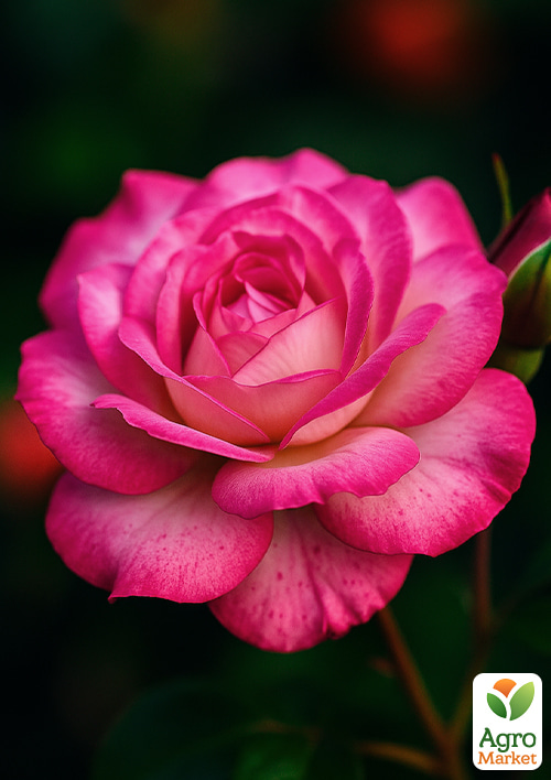 Троянда плетиста Шарика-Асма (саджанець класу АА +) вищий сорт
Троянда плетиста Шарика-Асма (саджанець класу АА +) вищий сорт